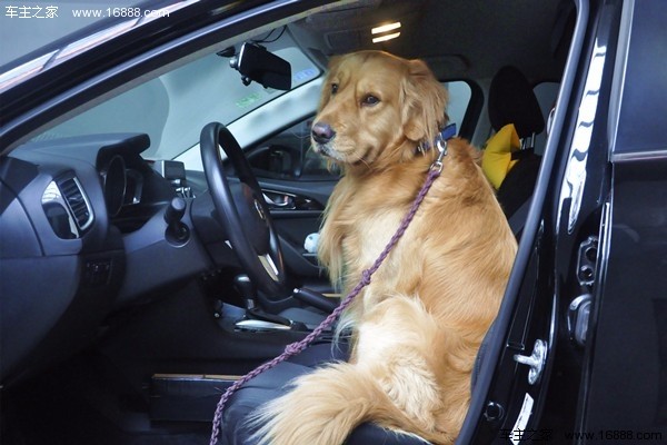 新年に家に帰るときに犬を連れて行くにはどうすればいいですか？
