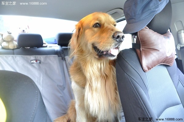 新年に家に帰るときに犬を連れて行くにはどうすればいいですか？