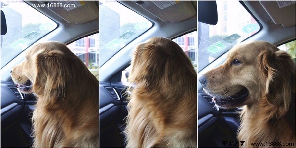 新年に家に帰るときに犬を連れて行くにはどうすればいいですか？