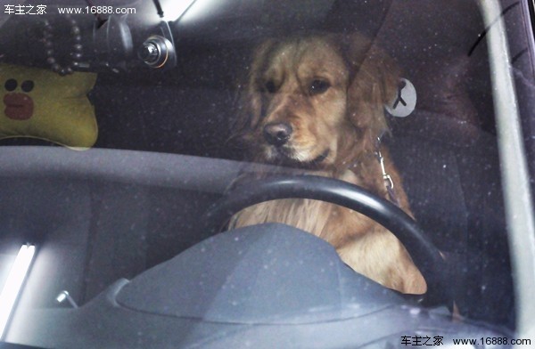 新年に家に帰るときに犬を連れて行くにはどうすればいいですか？