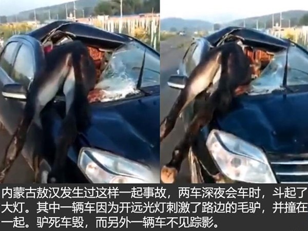 ロバが死んで車が破壊された場合、誰が支払いますか？