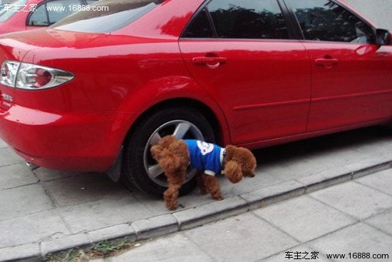 悪い犬が車の近くで攻撃的に行動するのを防ぐための 6 つのヒント