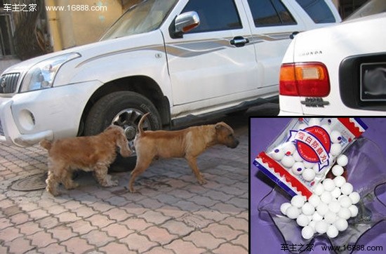 悪い犬が車の近くで攻撃的に行動するのを防ぐための 6 つのヒント
