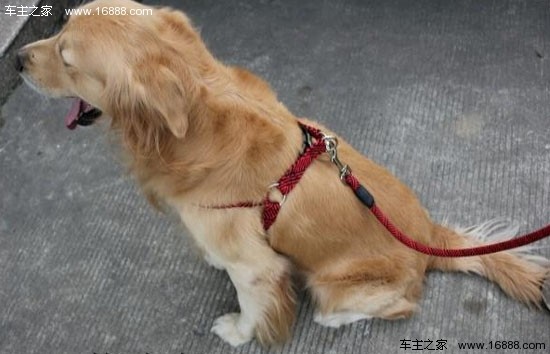 悪い犬が車の近くで攻撃的に行動するのを防ぐための 6 つのヒント