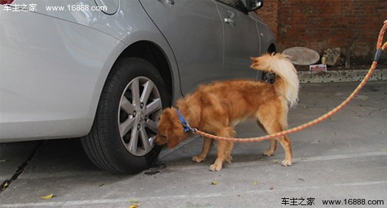 悪い犬が車の近くで攻撃的に行動するのを防ぐための 6 つのヒント